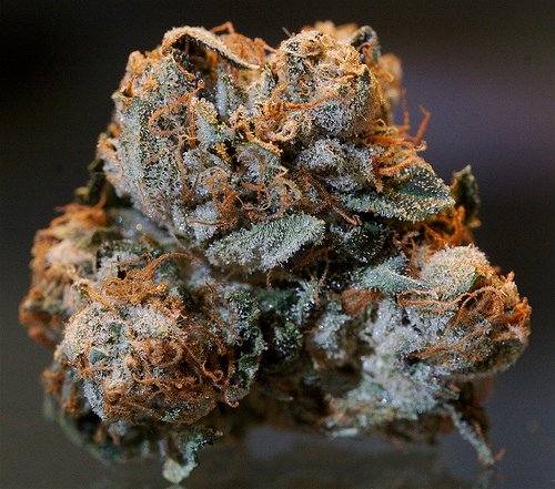 cannabis in vendita Scopri tutto sulla canapa: benefici, utilizzi e prodotti naturali di alta qualità. Guide complete, informazioni utili e soluzioni a base di canapa.